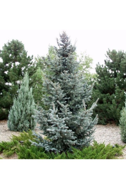 Ялина колюча Omega