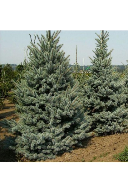 Ялина колюча Омега