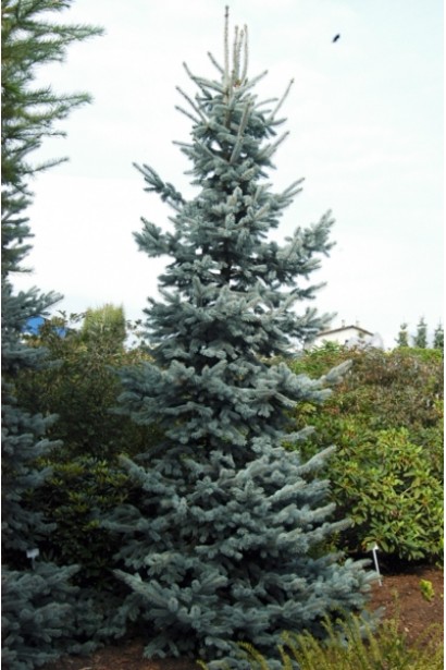 Picea pungens Omega