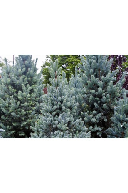 Ялина Омега блакитно-зелена хвоя