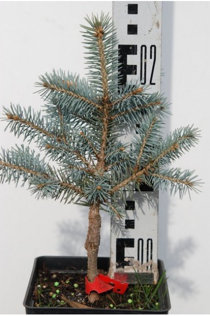 Ялина колюча Омега саджанець Р9