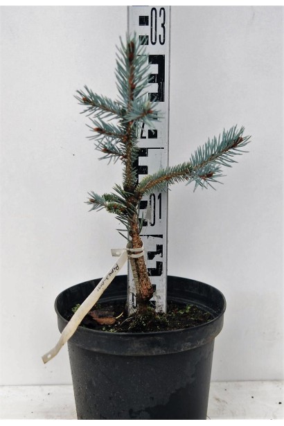 Ялина блакитна Омега в горщику 20-30 см