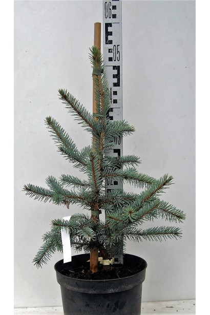 Ялина колюча Омега контейнер 3 л 40-50 см