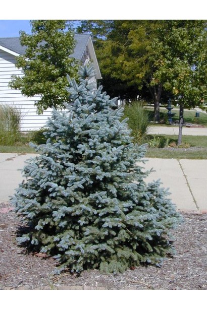 Ялина  Шовенхорст дерево з щільною піпамідальною кроною