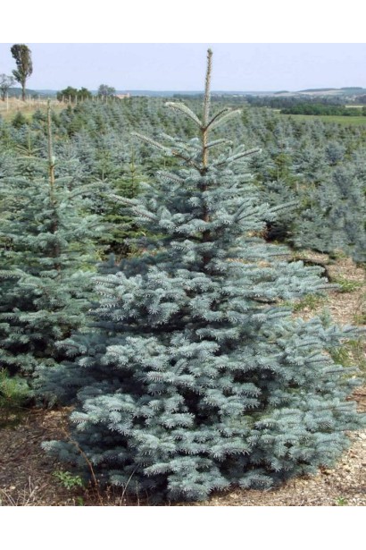 Ялина колюча Шовенхорст
