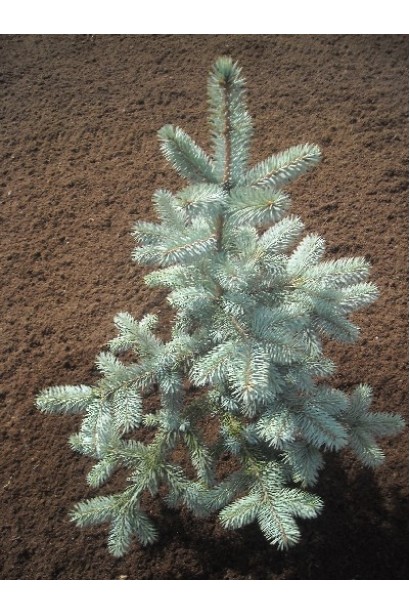 Ялина колюча Шовенхорст блакитна хвоя з сріблястим нальотом