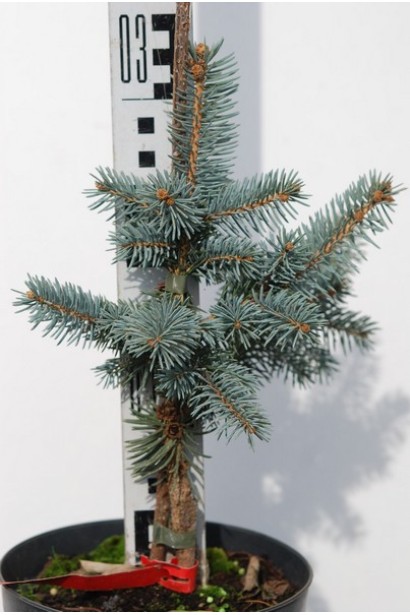 Ялина блакитна Шовенхорст саджанець 20-30 см