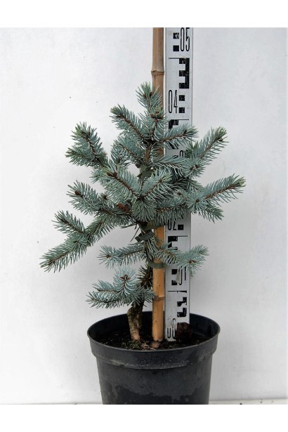 Ялина колюча Шовенхорст в горщику 3 л 35-45 см
