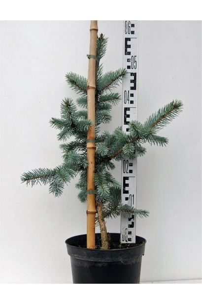 Ялина колюча Шовенхорст контейнер 5 л 50-60 см