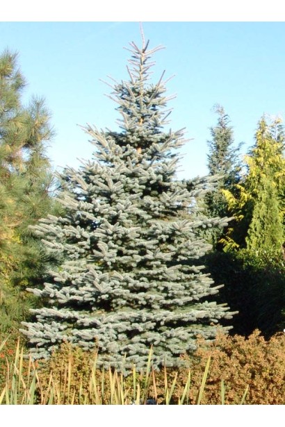 Ялина блакитна Ольденбург