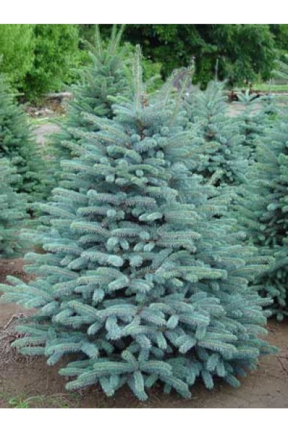 Ялина колюча Ольденбург