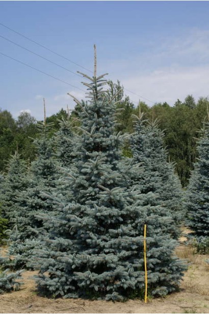 Picea pungens Oldenburg