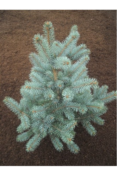 Ялина колюча Ольденбург блакитно-сталева хвоя