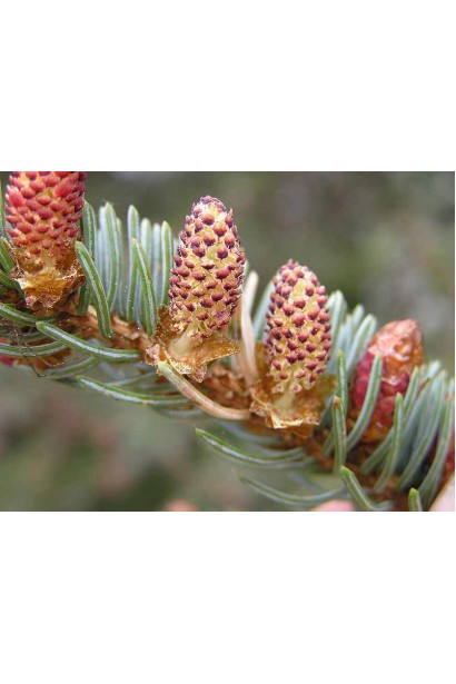 Ялина колюча Ольденбург шишки