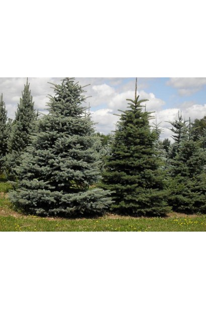 Picea pungens Fat Albert