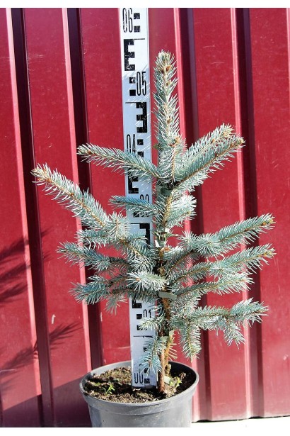 Ялина колюча Фат Альберт саджанець 40-60 см