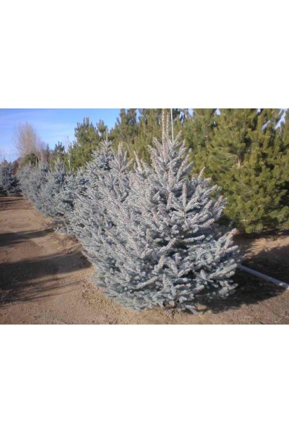 Ялина блакитна Фат Альберт