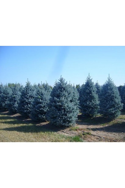 Ялина колюча Фат Альберт