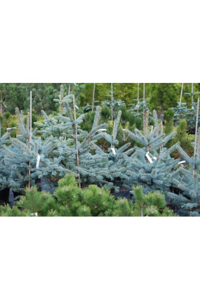 Ялина колюча Фат Альберт саджанці в садовому центрі