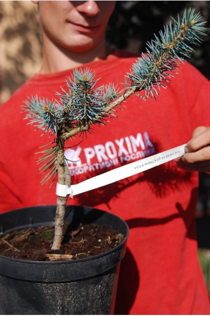 Ялина блакитна Фат Альберт в горщику 3 л