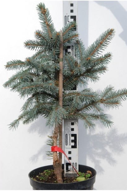 Ялина колюча Фат Альберт контейнер 5 л 40-50 см 