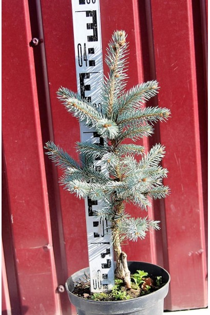 Ялина блакитна Фат Альберт контейнер 