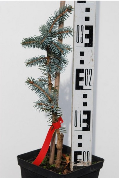 Ель колючая Эрих Фрам контейнер 3 л 30-40 см