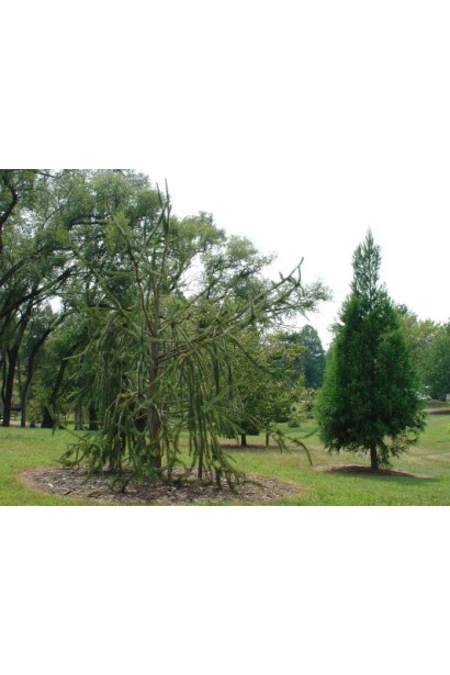 Ель обыкновенная / европейская Виргата