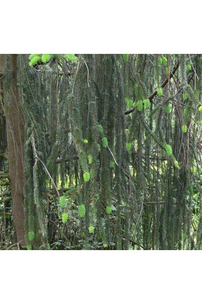 Ель обыкновенная Виргата свисающие побеги