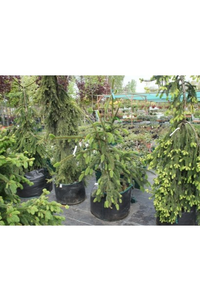 Ель обыкновенная / европейская Виргата | Ялина звичайна / європейська Вiргата | Picea abies Virgata