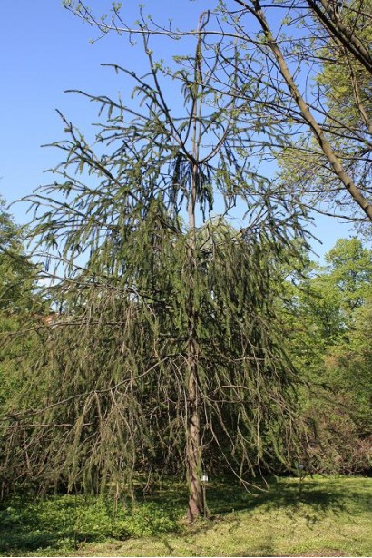 Ель Виргата хвойное дерево с ажурной кроной