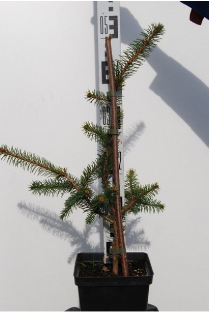 Ель обыкновенная Виргата контейнер 0,5 л 30-50 см