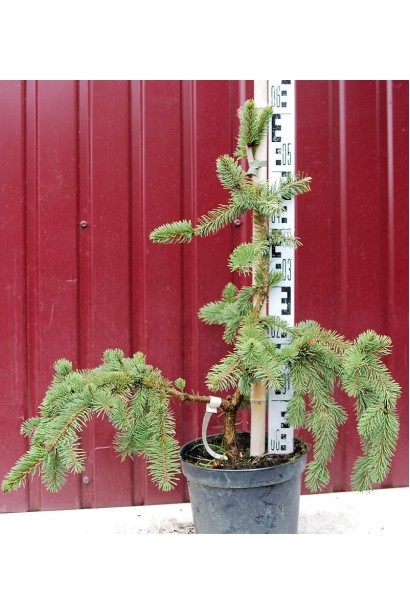 Ель европейская Виргата саженец 50-60 см