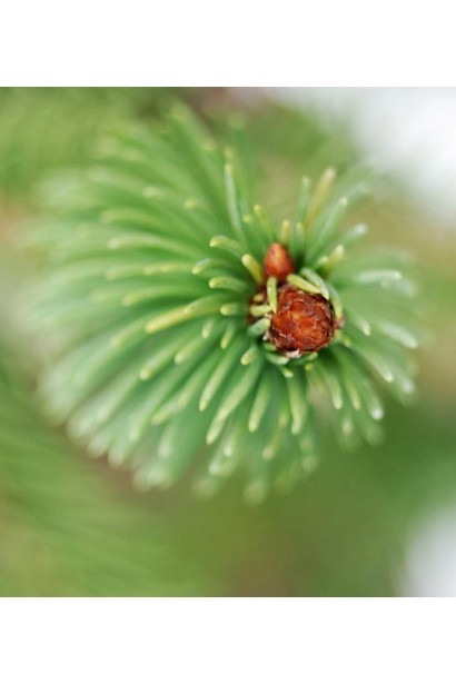 Ель обыкновенная Виргата хвоя и шишки