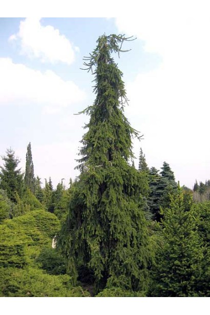 Ялина звичайна / європейська Пендула Майор