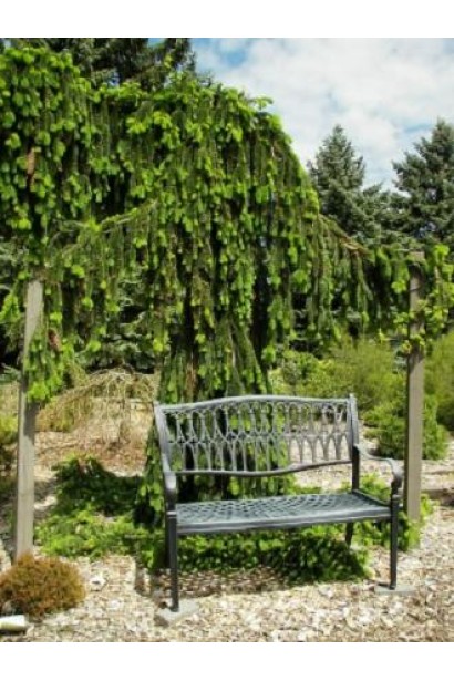 Ялина звичайна Пендула Майор