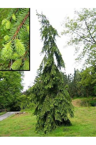 Ялина європейська Пендула Мейор