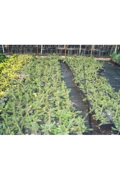 Ялина Пендула Майор саджанці