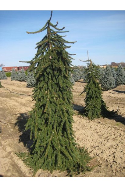 Picea abies Pendula Major