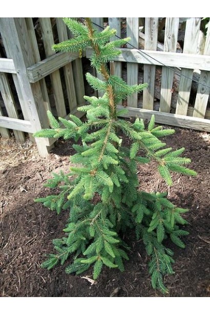 Ялина звичайна Пендула Мейджор