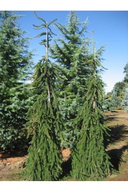 Ялина звичайна Pendula Major