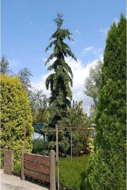 Picea abies Rothenhaus
