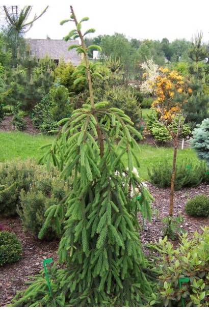 Ялина європейська Ротенхаус в ландшафті