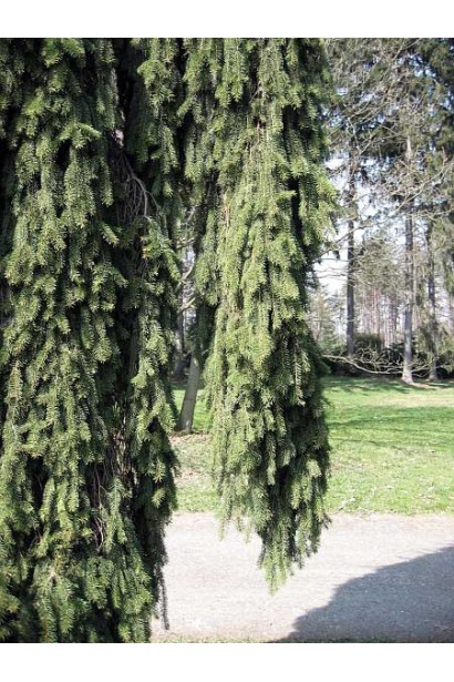 Ялина звичайна Ротенхаус плакучі гілки