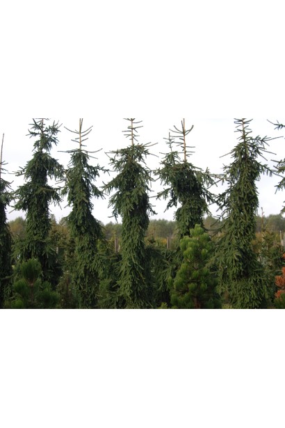 Ялина плакуча Ротенхаус