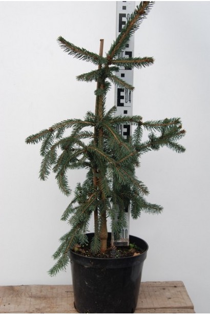 Ялина європейська Ротенхаус контейнер 5 л 50-60 см