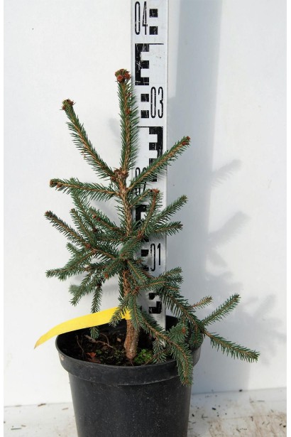 Ялина звичайна Ротенхаус в горщику 3 л 25-35 см