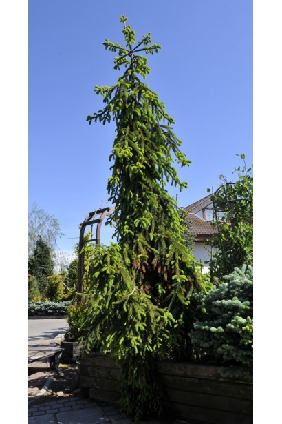 Ялина Фробург вузька крона з плакучими пагонами