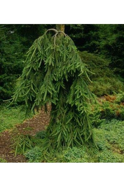 Picea abies Frohburg