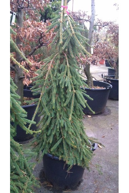 Ялина звичайна Фробург в контейнері